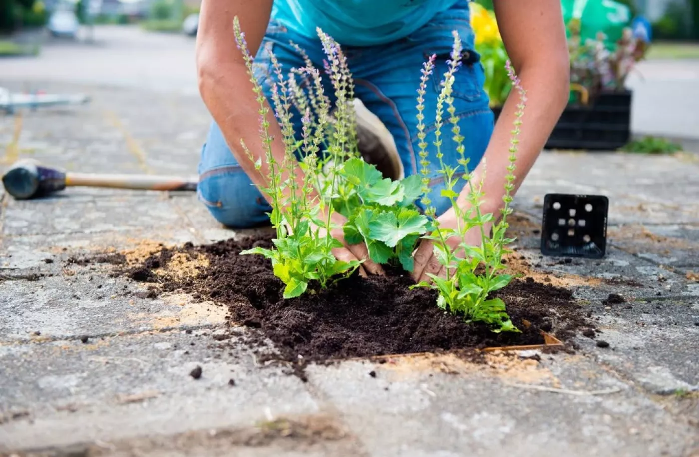 Vrouw voegt beplanting toe op een plek waar een tegel is verwijderd