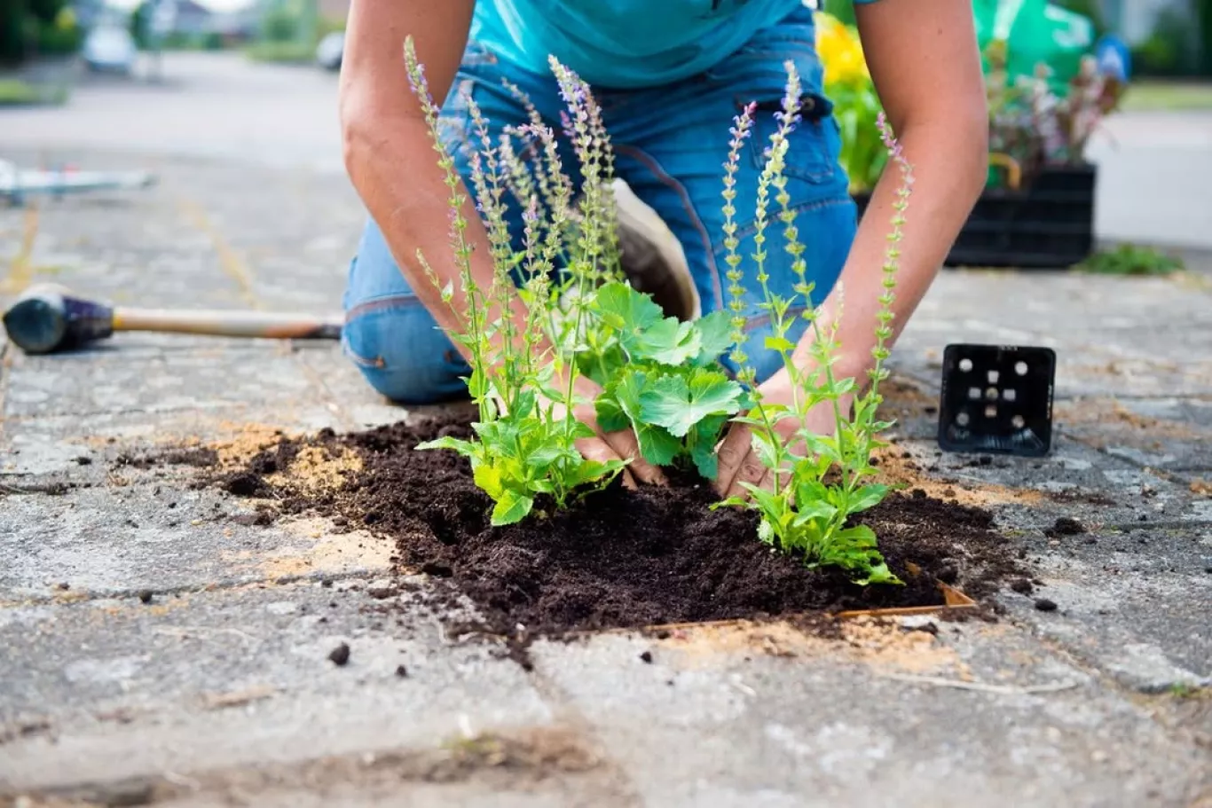 Vrouw voegt beplanting toe op een plek waar een tegel is verwijderd